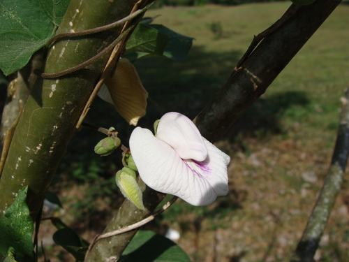 Centrosema pubescens, photograph 3