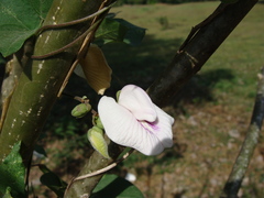 Centrosema pubescens, photograph (c) Alexis López Hernández, some rights reserved (CC BY)