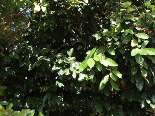 Couepia polyandra (Couepia polyandra)