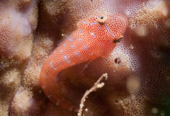 Cochleoceps orientalis