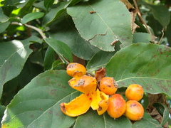 Casearia corymbosa