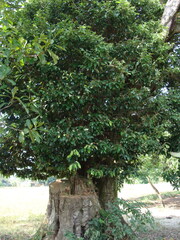 Couepia polyandra, photograph (c) Alexis López Hernández, some rights reserved (CC BY)