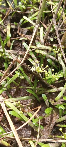 Lilaeopsis chinensis, 2026-07-25