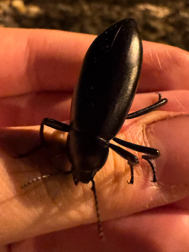 Eleodes longicollis