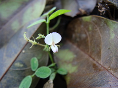 Desmodium scorpiurus