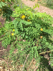 Leucaena retusa