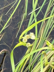 Sparganium angustifolium, photograph (c) Mark Partington, some rights reserved (CC BY)