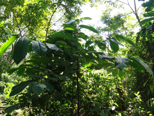 Castilla elastica