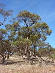 Eucalyptus odorata