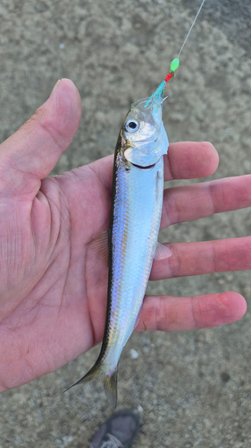 Pontic Shad