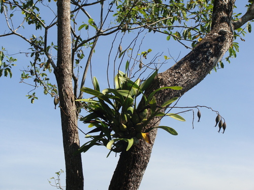 Encyclia cordigera, photograph 3