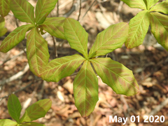 Rhododendron mucronulatum