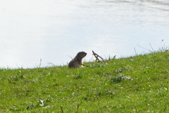 Urocitellus undulatus