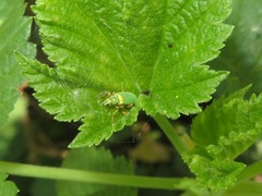 Polydrusus pterygomalis
