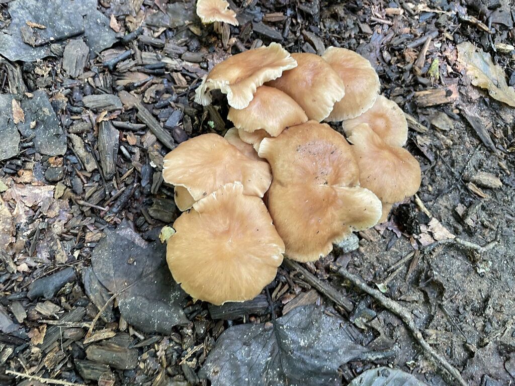 Luxury Caps