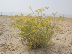 Haplophyllum tuberculatum