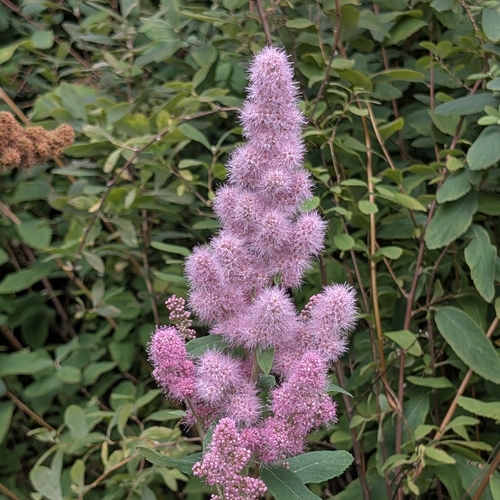 Rose Spirea