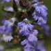 Ajuga - Photo (c) Thorsten Usée, some rights reserved (CC BY-NC), uploaded by Thorsten Usée