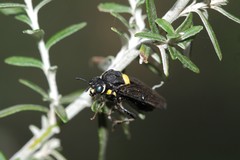 Pergagrapta bicolor