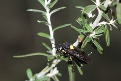 Pergagrapta bicolor