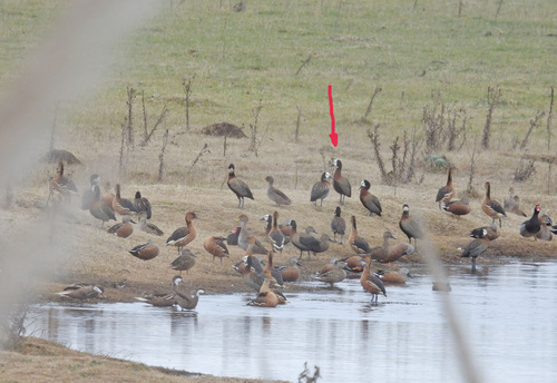 iNaturalist image