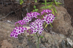 Pericallis papyracea image