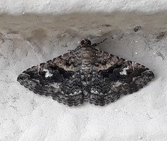 Toxonprucha repentis