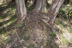 Eucalyptus pauciflora
