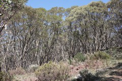 Eucalyptus pauciflora