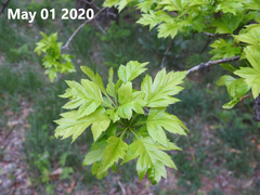 Crataegus pinnatifida