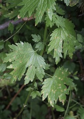 Leonurus turkestanicus, photograph (c) Dr. Alexey Yakovlev, some rights reserved (CC BY)