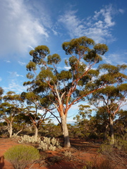 Eucalyptus yilgarnensis