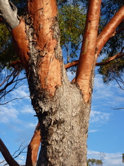 Eucalyptus yilgarnensis