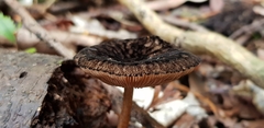 Pluteus perroseus