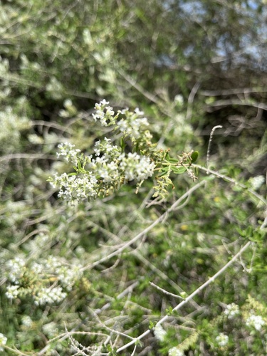 Whitebrush