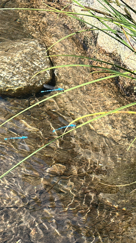 iNaturalist observation photo of Dancers