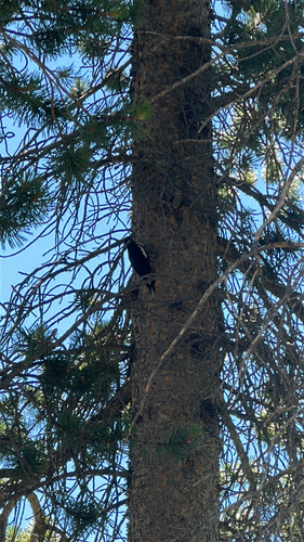 iNaturalist observation photo of Williamson's Sapsucker