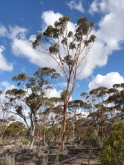 Eucalyptus protensa