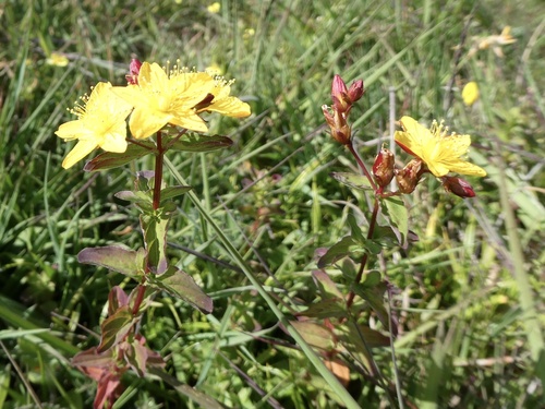 Hypericum undulatum (Hypericum undulatum)