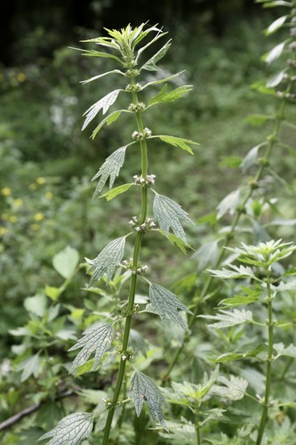 Leonurus turkestanicus