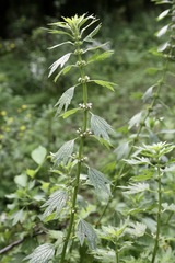 Leonurus turkestanicus