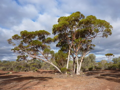Eucalyptus grasbyi