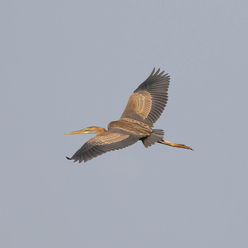 iNaturalist image