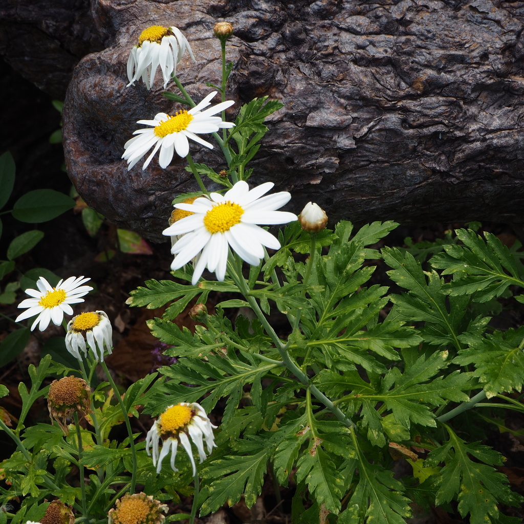 Argyranthemum webbii