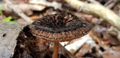 Pluteus perroseus