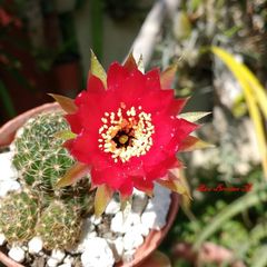 Lobivia arachnacantha