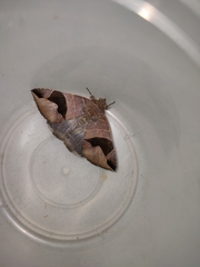 Bastilla joviana