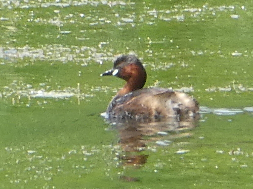 iNaturalist image