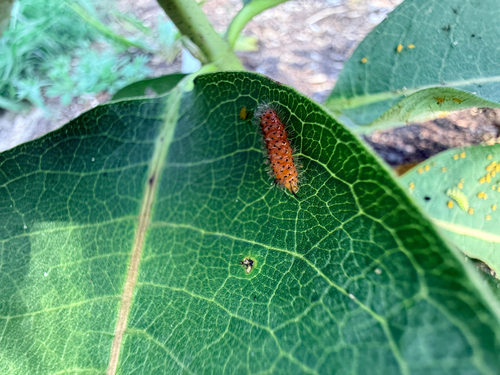 Unexpected Cycnia Moth
