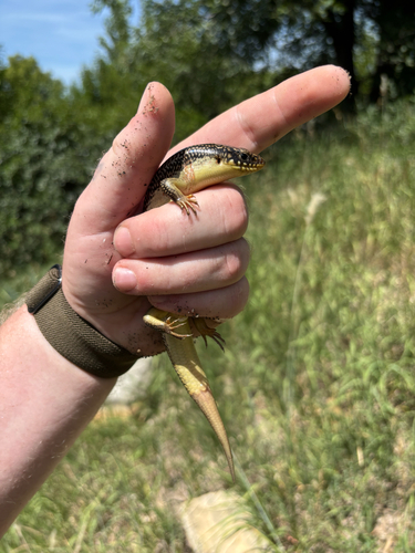 Great Plains Skink